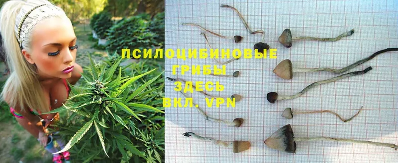 Псилоцибиновые грибы MAGIC MUSHROOMS  где можно купить наркотик  Серафимович 